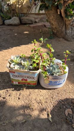 Suculentas