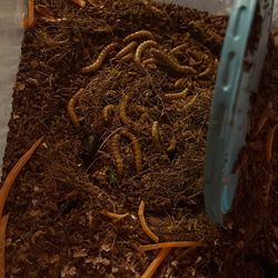 Colony Mealworm Accessories