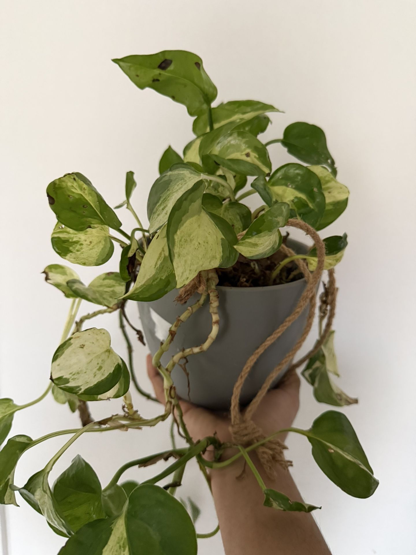 Pothos Manjula