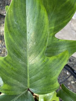 Philodendron Rudolph "Florida Green" for Sale in Tacoma, WA - OfferUp