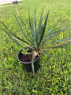 1 Gal. Spanish Dagger. S.W.Arl.