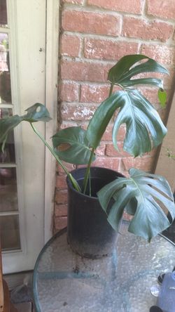Monstera Deliciosa Live Plant