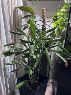 Plants