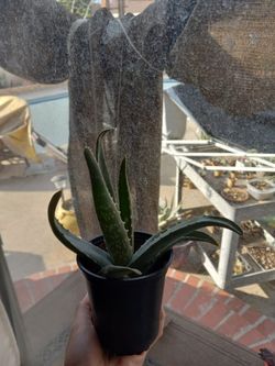 Small Aloe