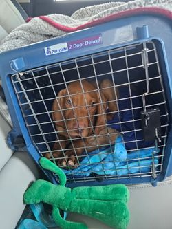 Medium petmate 2-door deluxe