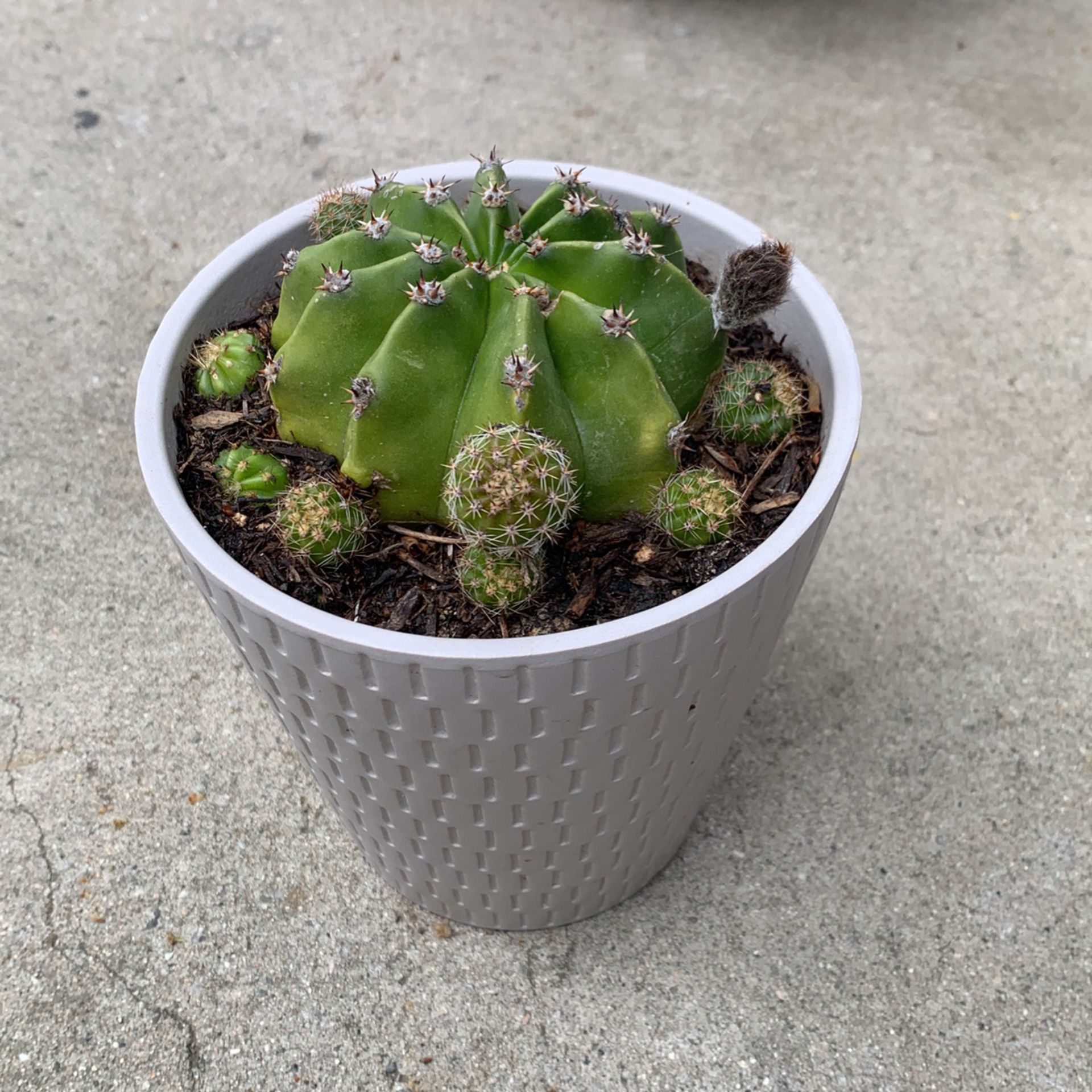 Cactus In Ceramic Etched Modern Grey Pot 