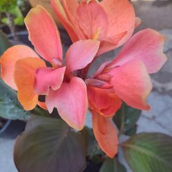 Cana Lilly O Tropicana Plant Bluming 
