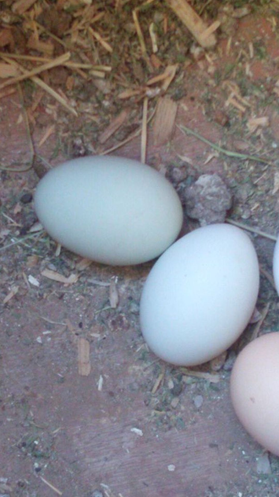 Fertilized Chicken 🐔 Eggs 🥚