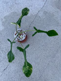 Philodendron Joepii Aurea Low Variegated