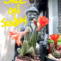 SUCCULENT PLANT SALE THIS SUNDAY 5/22 IN SAN LORENZO 1PM TO 5PM