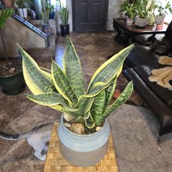 Birdsnest sansevieria Snake Plants In 8in wide ceramic pot with glazed stones