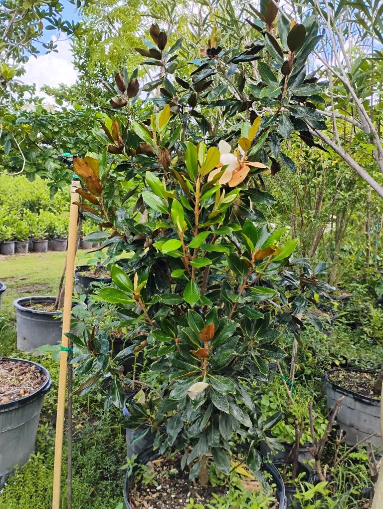 Magnolia Tree 🌳 25gl
