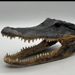 Real Taxidermy Alligator Head w/ Open Mouth & Teeth