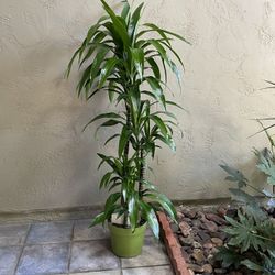 neon pothos plants Neon Pothos 4