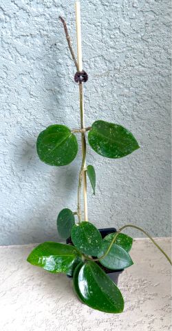 Hoya verticillata splash  plant
