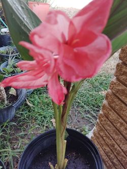coyol$15
