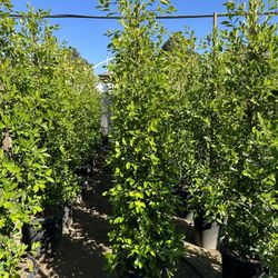 Ficus Nitida Privacy Hedge