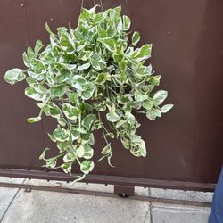 6” Enjoy Pothos Súper Full