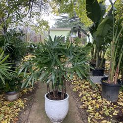   Specialty***huge ~4.5ft (14” pot) Rhapis Palm, Indoor/outdoor 95820 Low light/low maintenance indoor plant 