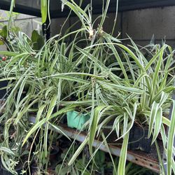Plantas