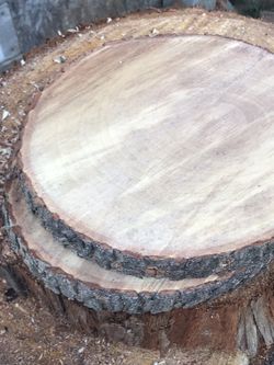 10 10” wood rounds