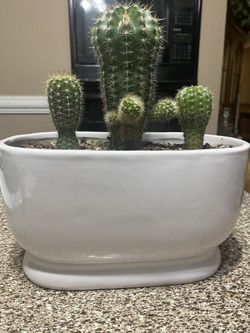 Maceta de Cerámica Con Cactus Naturales