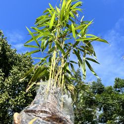 Yedake Bamboo 5gal