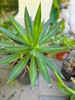Sunglow agave