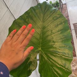 Giant Elephant Ear Plant Comes As Pictured