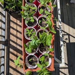 Veggie Plant Starters
