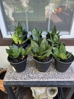 Mother-in-law's tongue, Snake plant-Saint George's sword,