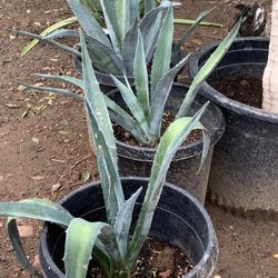 Three Amazing Agave Large Plants Available