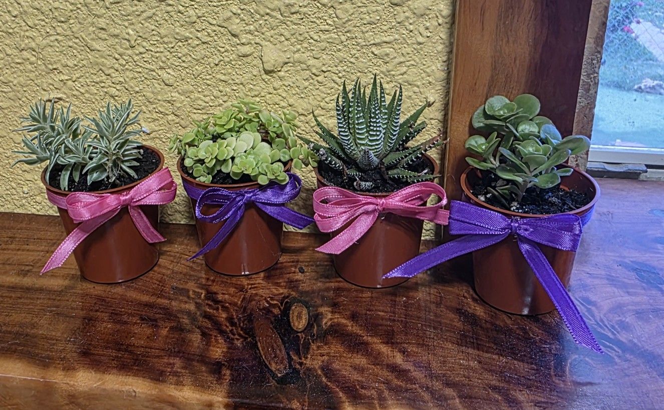 Succulents Mothers Day, Birthday Or Teachers Gifts