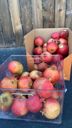 Pomegranate