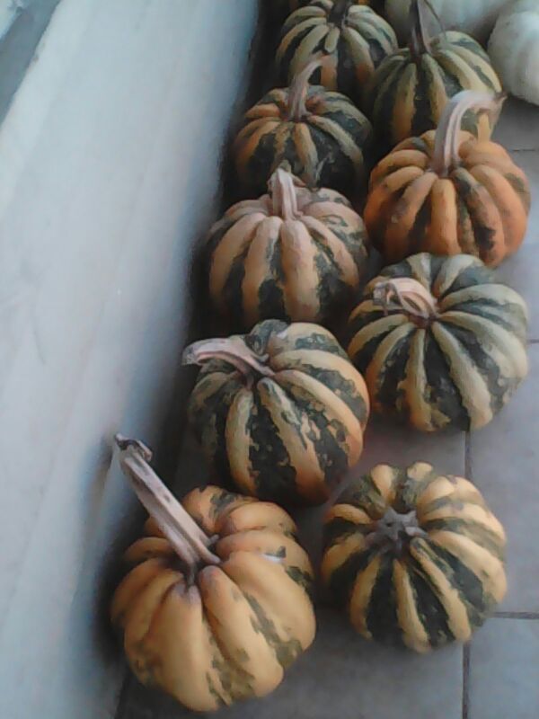 Eatable pumpkins/calabasas para comer