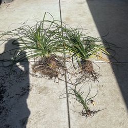 Ponytail trees 2 medium 1 small & a ball with it that’s rooting