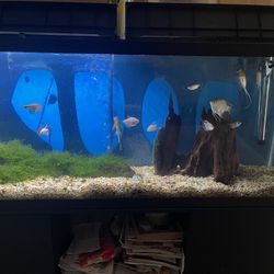 45 Gallons Aquarium $300