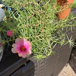 Moss Rose In Peach Color