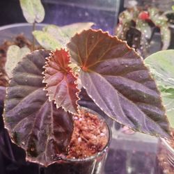 Begonia Darthvader Mix