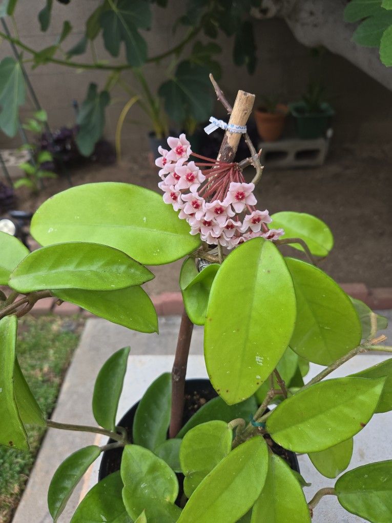 Hoya Carnosa Krimson Queen