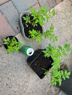 Tomatoe sprouts