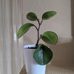 Healthy Beautiful Indoor Plant ( Peperomia)