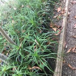 Ponytail Palm $15 each (10 available )