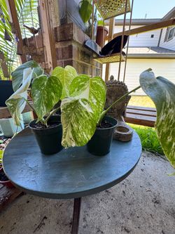 albo borsigiana monstera