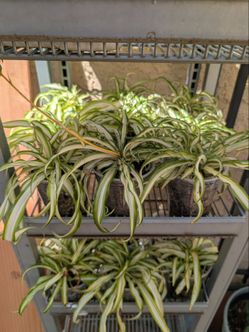 Spider plants $5 each