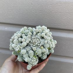 4” Pop Corn Cactus (full Pot)