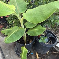 Banana Tree