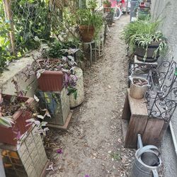 Alot Of Different Plants / Pots / Plant Stands / Everything Must Got Big Sale!!!!!
