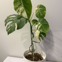 Monstera Albo