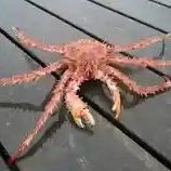 Big King Crab
